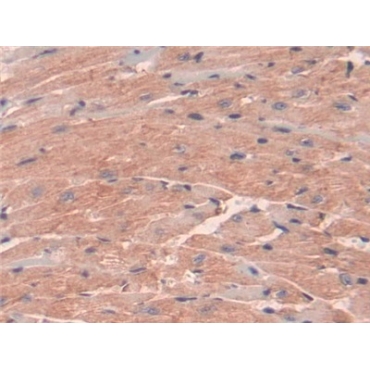 Insulin Like Protein 5 (INSL5) Mouse Polyclonal Antibody
