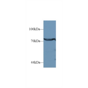 Dipeptidyl Peptidase 3 (DPP3) Human Polyclonal Antibody