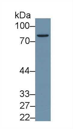 Dipeptidyl Peptidase 3 (DPP3) Mouse Polyclonal Antibody
