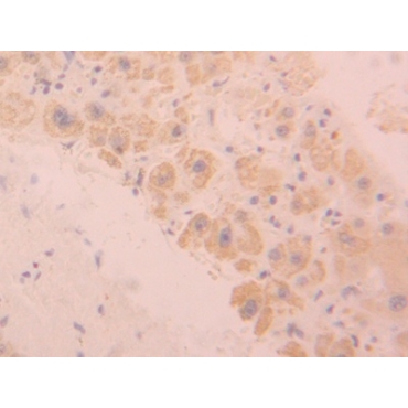 Sialic Acid Binding Ig Like Lectin 9 (SIGLEC9) Human Polyclonal Antibody