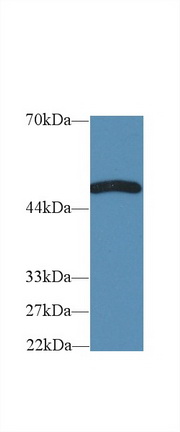 Tumor Necrosis Factor Receptor Superfamily, Member 19 Like Protein (TNFRSF19L) Mouse Polyclonal Antibody