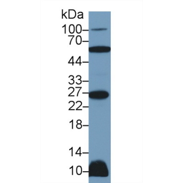 Tumor Necrosis Factor Ligand Superfamily, Member 12 (TNFSF12) Human Polyclonal Antibody