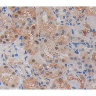 Proteasome Assembly Chaperone 2 (PSMG2) Mouse Polyclonal Antibody