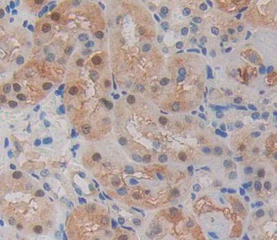 Proteasome Assembly Chaperone 2 (PSMG2) Mouse Polyclonal Antibody
