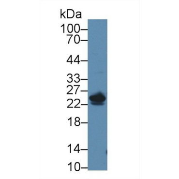 5',3'-Nucleotidase, Cytosolic (NT5C) Mouse Polyclonal Antibody
