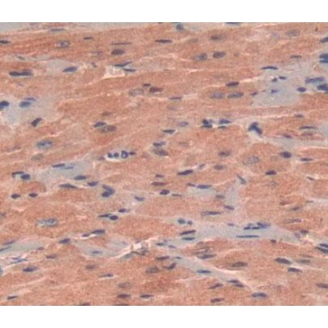 5'-Nucleotidase, Mitochondrial (NT5M) Mouse Polyclonal Antibody