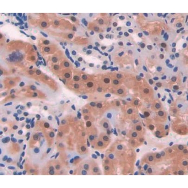 3',5'-Bisphosphate Nucleotidase 1 (BPNT1) Mouse Polyclonal Antibody