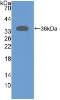 5'-Nucleotidase, Cytosolic III (NT5C3) Rat Polyclonal Antibody