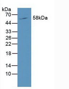 RAR Related Orphan Receptor Gamma (RORg) Human Polyclonal Antibody