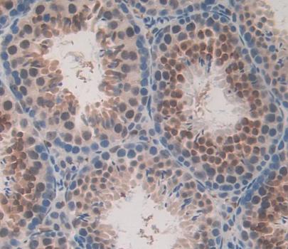 Testicular Receptor 2 (TR2) Mouse Polyclonal Antibody