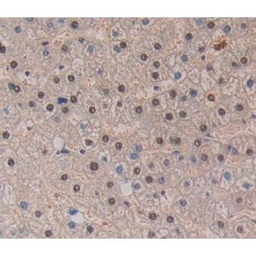 Testicular Receptor 4 (TR4) Human Polyclonal Antibody