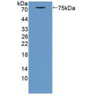 Photoreceptor Cell Specific Nuclear Receptor (PNR) Human Polyclonal Antibody