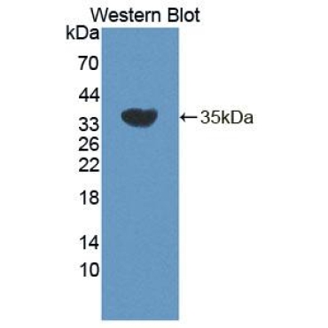 Estrogen Related Receptor Beta (ERRb) Mouse Polyclonal Antibody
