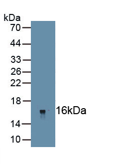 Nerve Growth Factor IB (NGFIB) Rat Polyclonal Antibody