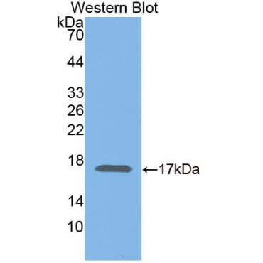 Elongin B (ELOB) Human Polyclonal Antibody