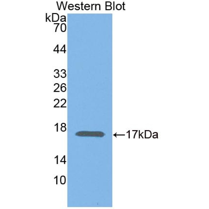 Elongin B (ELOB) Human Polyclonal Antibody