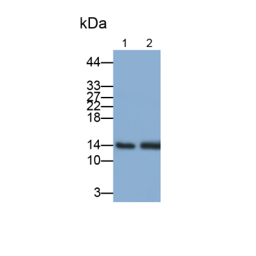 Elongin C (ELOC) Human Polyclonal Antibody