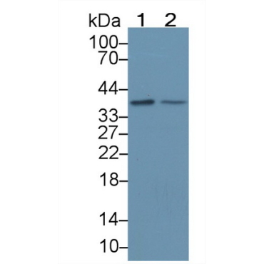 Transcription Elongation Factor A3 (TCEA3) Human Polyclonal Antibody