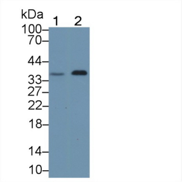 Transcription Elongation Factor A1 (TCEA1) Human Polyclonal Antibody