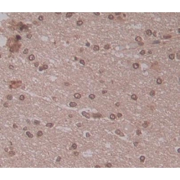 Transcription Elongation Factor A2 (TCEA2) Human Polyclonal Antibody