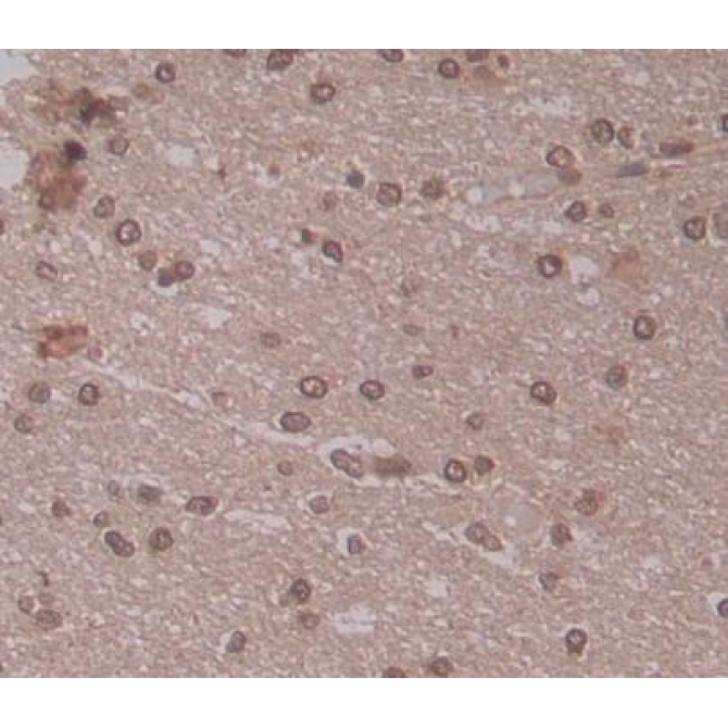 Transcription Elongation Factor A2 (TCEA2) Human Polyclonal Antibody