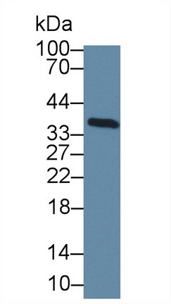 Transcription Elongation Factor A2 (TCEA2) Mouse Polyclonal Antibody