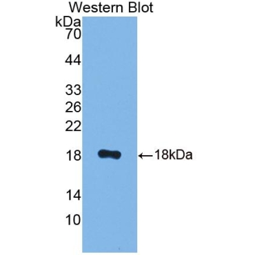 Calcyon Neuron Specific Vesicular Protein (CALY) Mouse Polyclonal Antibody