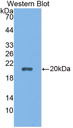 Calcyon Neuron Specific Vesicular Protein (CALY) Rat Polyclonal Antibody