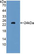 Glutathione Peroxidase 5 (GPX5) Rat Polyclonal Antibody