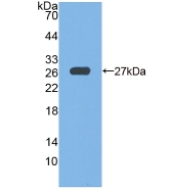 Glutathione Peroxidase 6, Olfactory (GPX6) Mouse Polyclonal Antibody