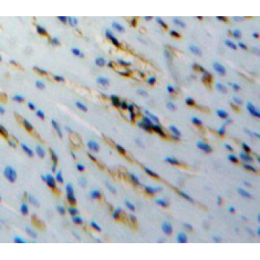 Procollagen C Proteinase Enhancer 2 (PCPE2) Human Polyclonal Antibody