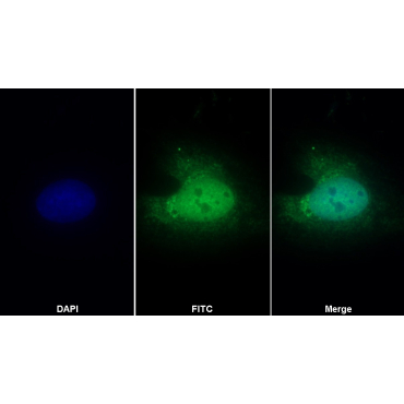 Procollagen C Proteinase Enhancer 2 (PCPE2) Human Polyclonal Antibody