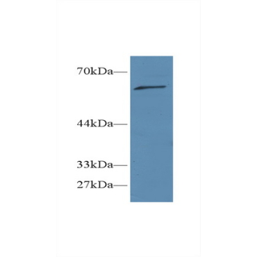 CREB Regulated Transcription Coactivator 1 (CRTC1) Human Polyclonal Antibody
