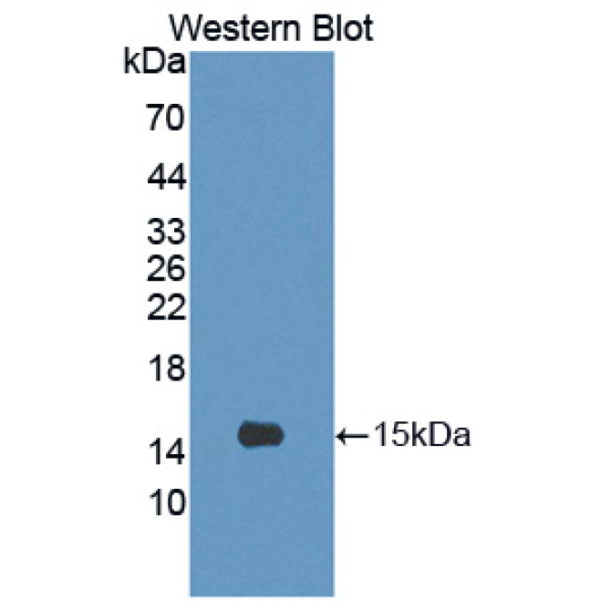CREB Regulated Transcription Coactivator 3 (CRTC3) Human Polyclonal Antibody