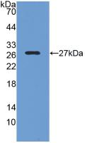 CREB Binding Protein (CREBBP) Rat Polyclonal Antibody