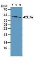 Protein Phosphatase 2A Activator, Regulatory Subunit 4 (PPP2R4) Rat Polyclonal Antibody
