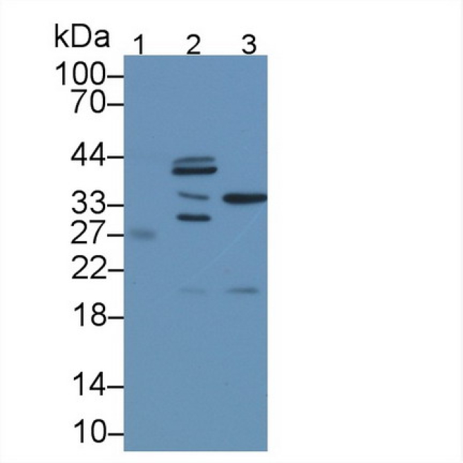 Calcineurin Like Phosphoesterase Domain Containing Protein 1 (CPPED1) Mouse Polyclonal Antibody