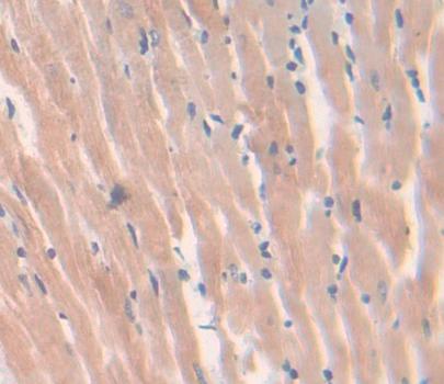 Calcineurin Like Phosphoesterase Domain Containing Protein 1 (CPPED1) Rat Polyclonal Antibody