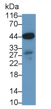 Perilipin 3 (PLIN3) Human Polyclonal Antibody