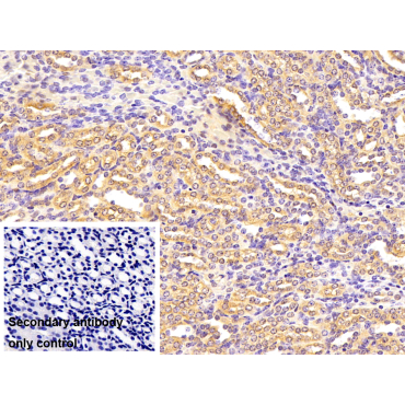 Cannabinoid Receptor Interacting Protein 1 (CNRIP1) Human Polyclonal Antibody