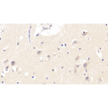 Protocadherin Gamma A2 (PCDHgA2) Human Polyclonal Antibody