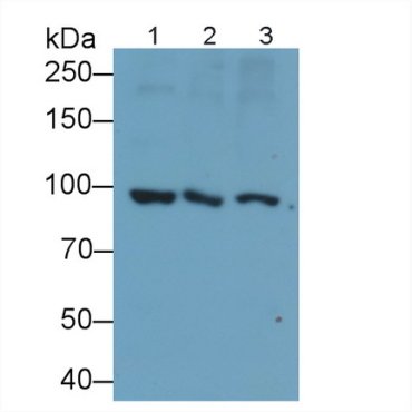 Protocadherin Beta 14 (PCDHb14) Mouse Polyclonal Antibody
