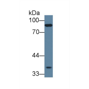 Protocadherin Beta 15 (PCDHb15) Human Polyclonal Antibody