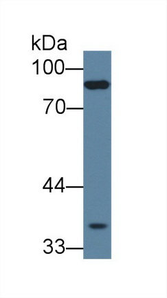 Protocadherin Beta 15 (PCDHb15) Human Polyclonal Antibody