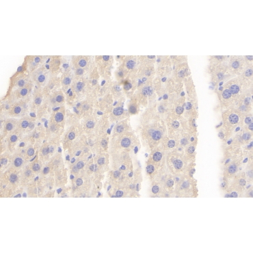 Protocadherin 18 (PCDH18) Mouse Polyclonal Antibody