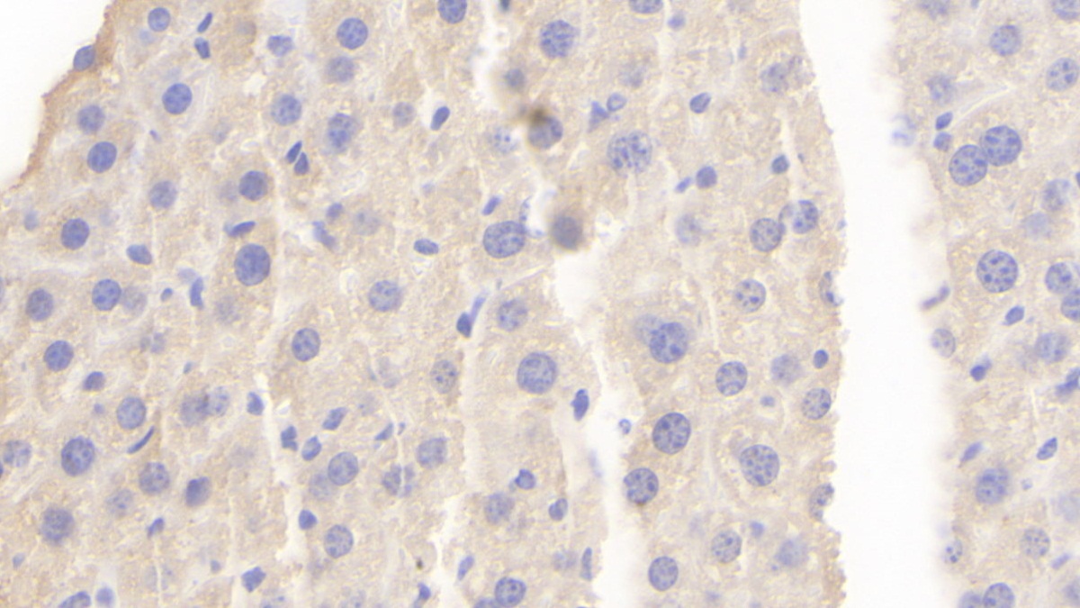 Protocadherin 18 (PCDH18) Mouse Polyclonal Antibody