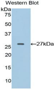 Ephrin A4 (EFNA4) Rat Polyclonal Antibody
