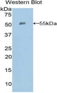 Ephrin A4 (EFNA4) Rat Polyclonal Antibody