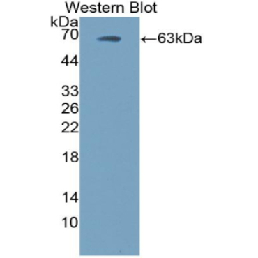 Ephrin B2 (EFNB2) Human Polyclonal Antibody