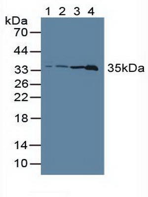 Lactate Dehydrogenase C (LDHC) Rat Polyclonal Antibody